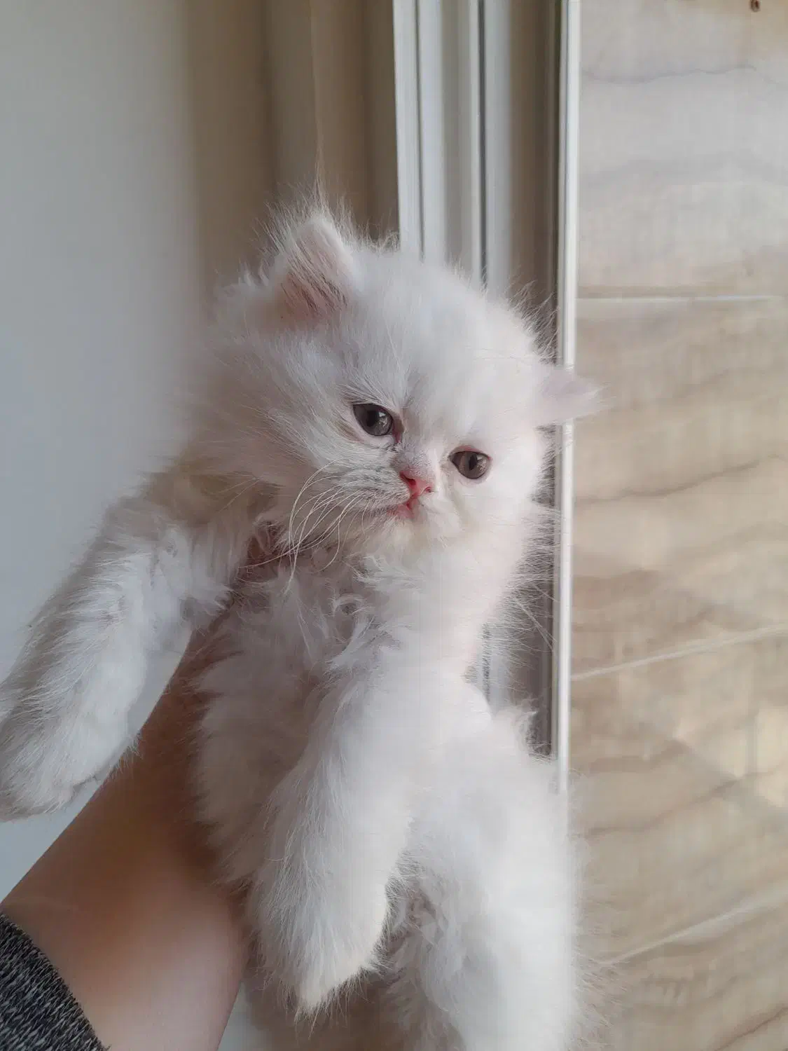 گربه پرشین بریتیش ماده|گربه|لاهیجان, کوی خزر|دیوار