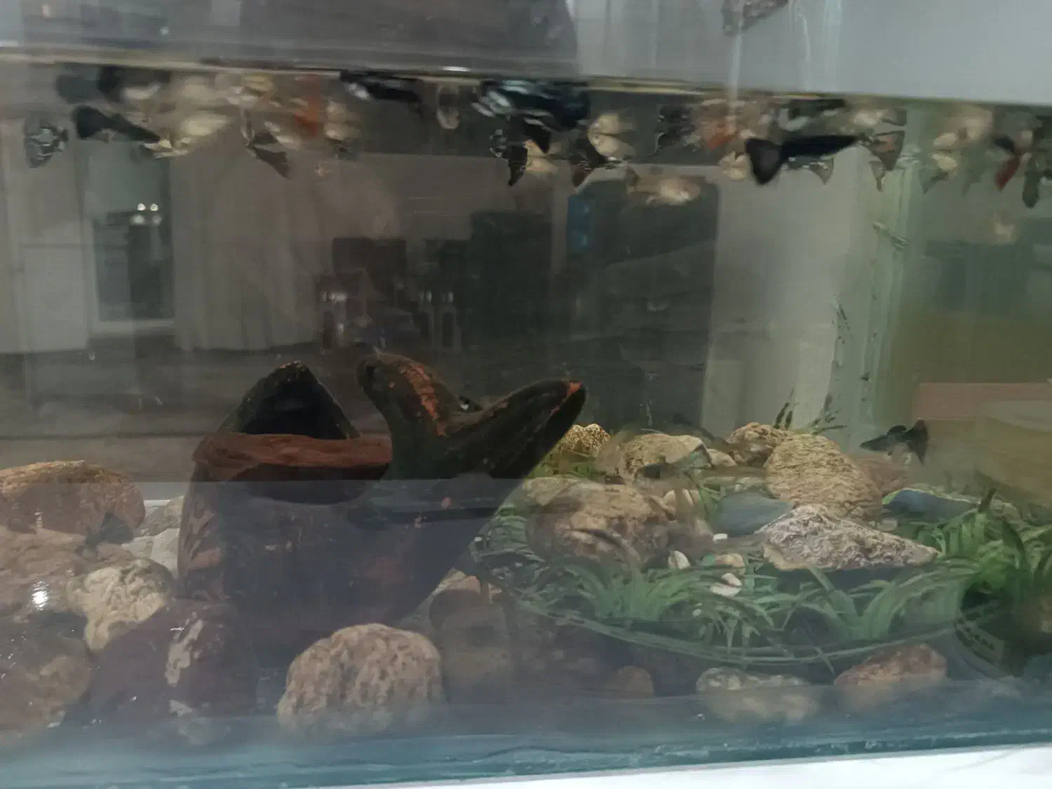 فروش ماهی گوپی تعداد حدود ۱۵۰|ماهی|میاندوآب, |دیوار