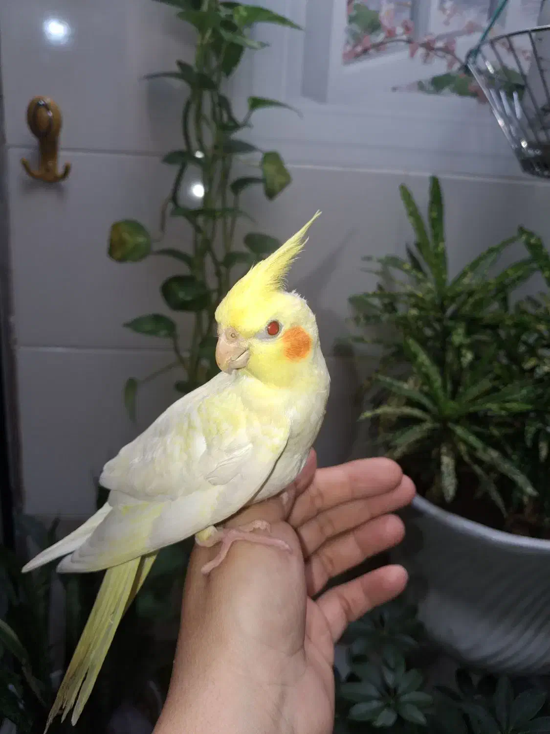 عروس هلندی|پرنده|فارسان, |دیوار