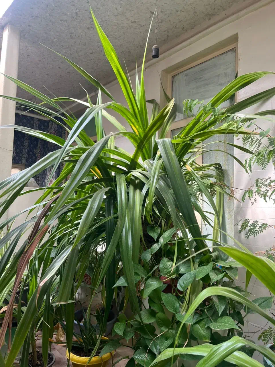 گیاه پاندانوس|گل و گیاه طبیعی|تاکستان, |دیوار