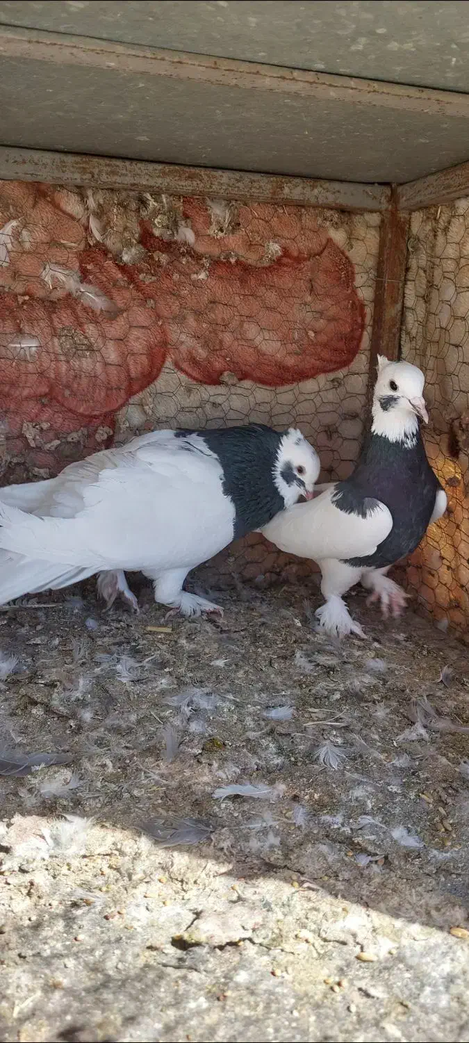 کفتر طوقی|پرنده|شیراز, میرزاکوچک خان|دیوار