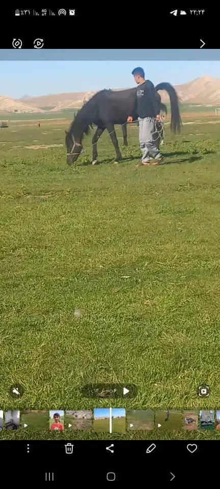 اسب|اسب و تجهیزات اسب‌سواری|اسلام‌‌آباد غرب, |دیوار