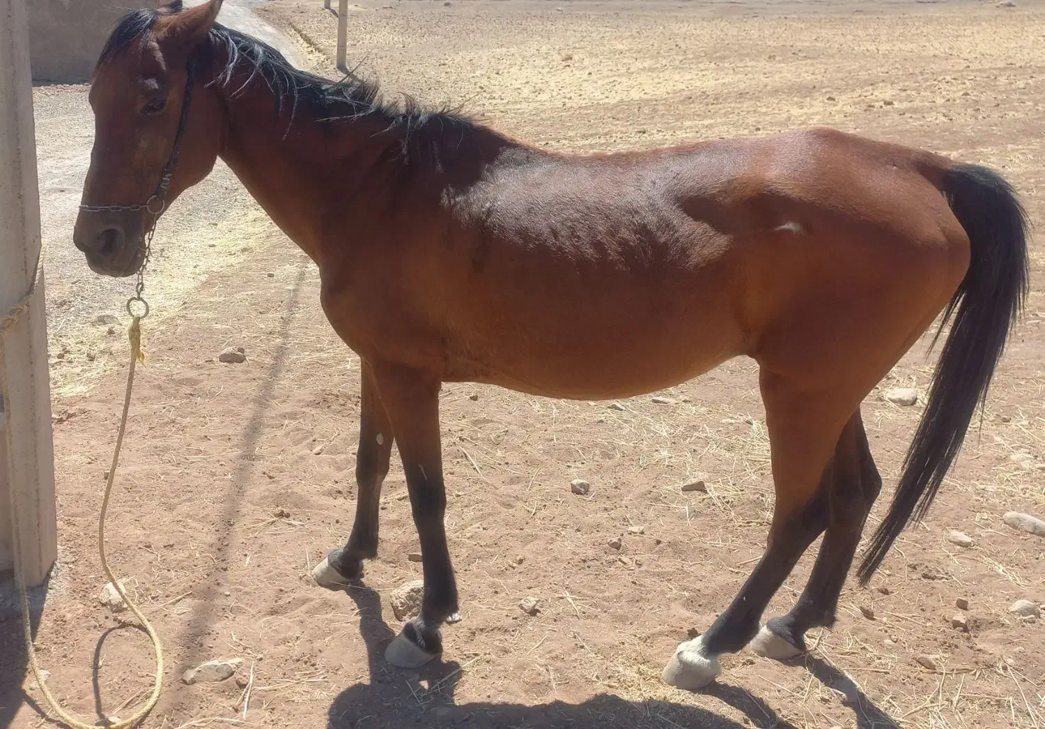 مادیون|اسب و تجهیزات اسب‌سواری|خرم‌آباد, |دیوار