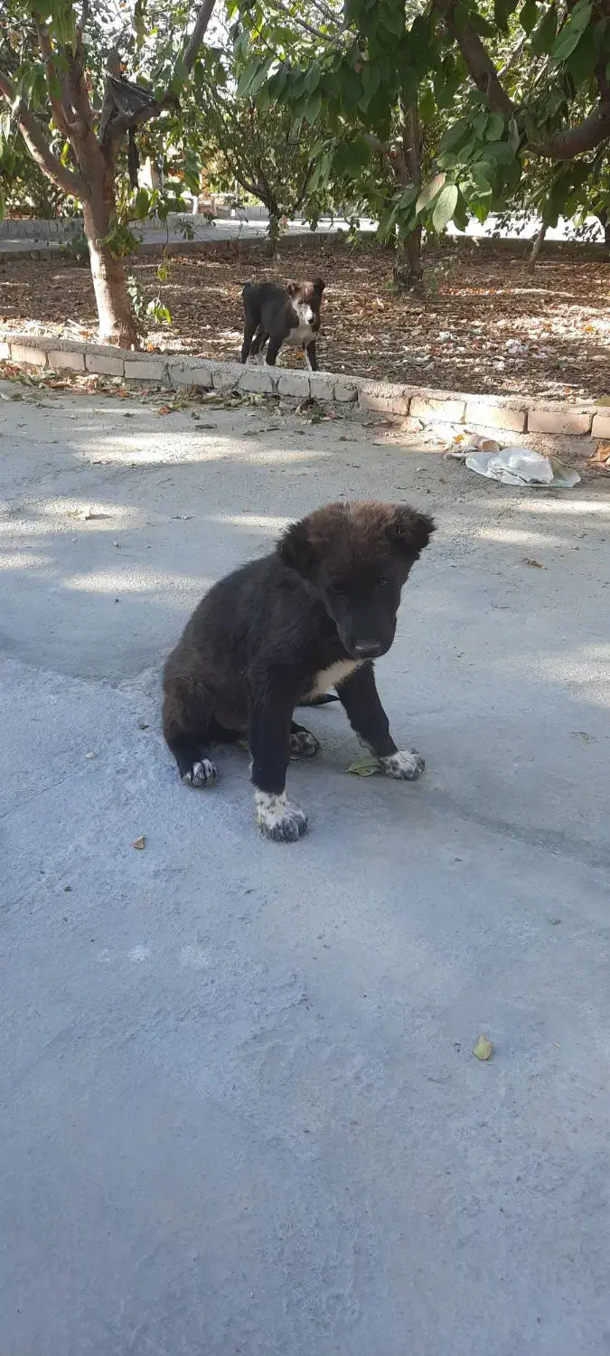 توله سگ نگهبان|سگ|محلات, |دیوار