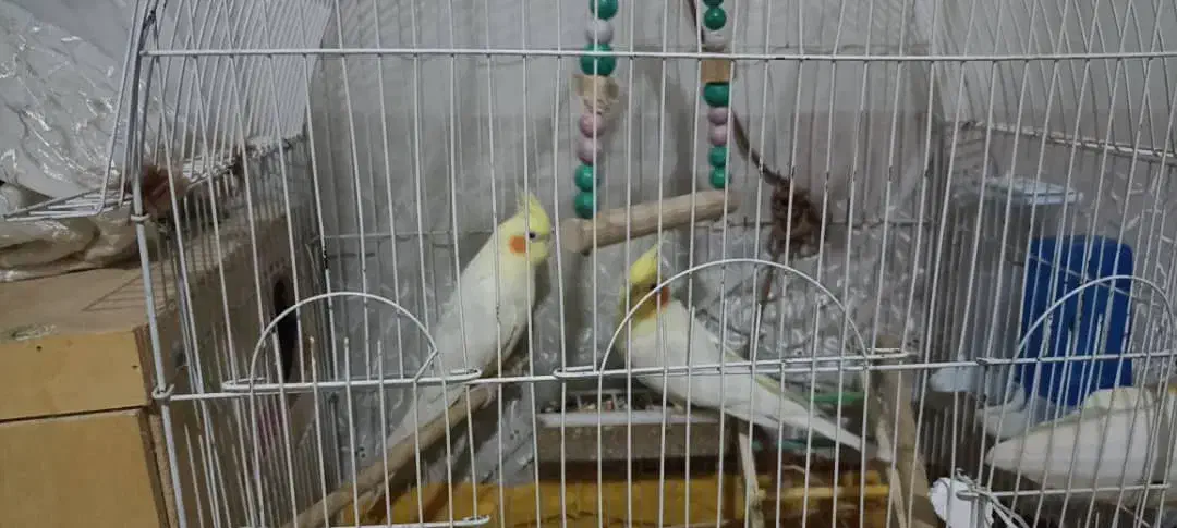 عروس هلندی|پرنده|شیراز, نصرآباد|دیوار