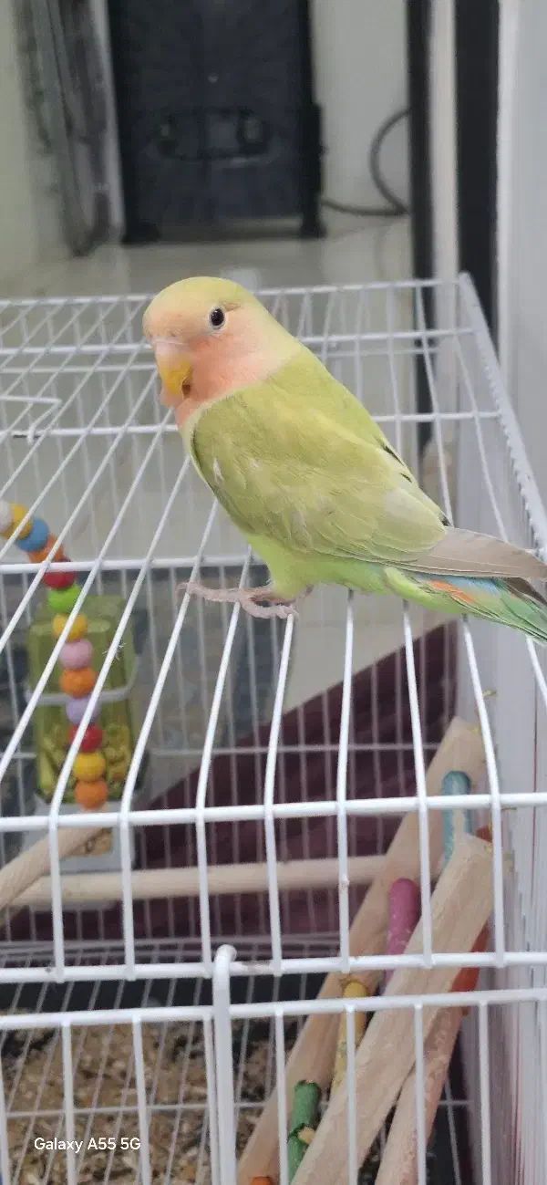 مینا و کوتوله|پرنده|مشهد, فدک|دیوار