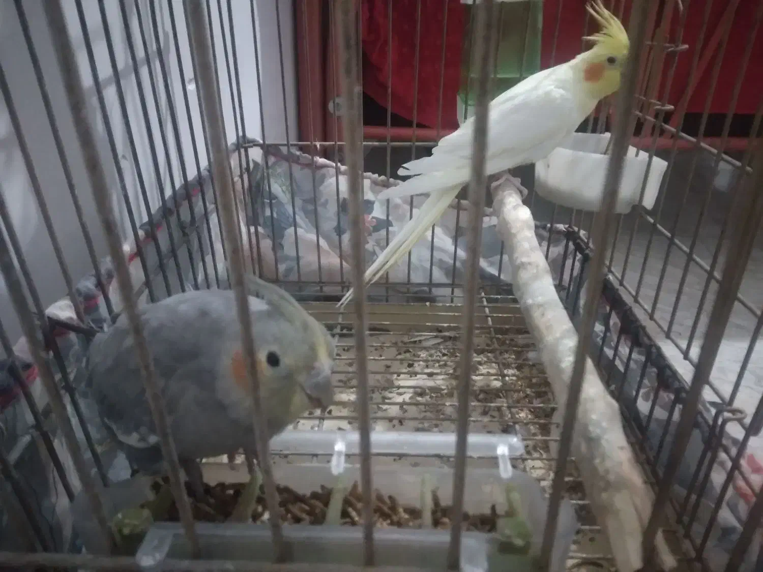 عروس هلندی پنج ماهه|پرنده|کهریزک, |دیوار