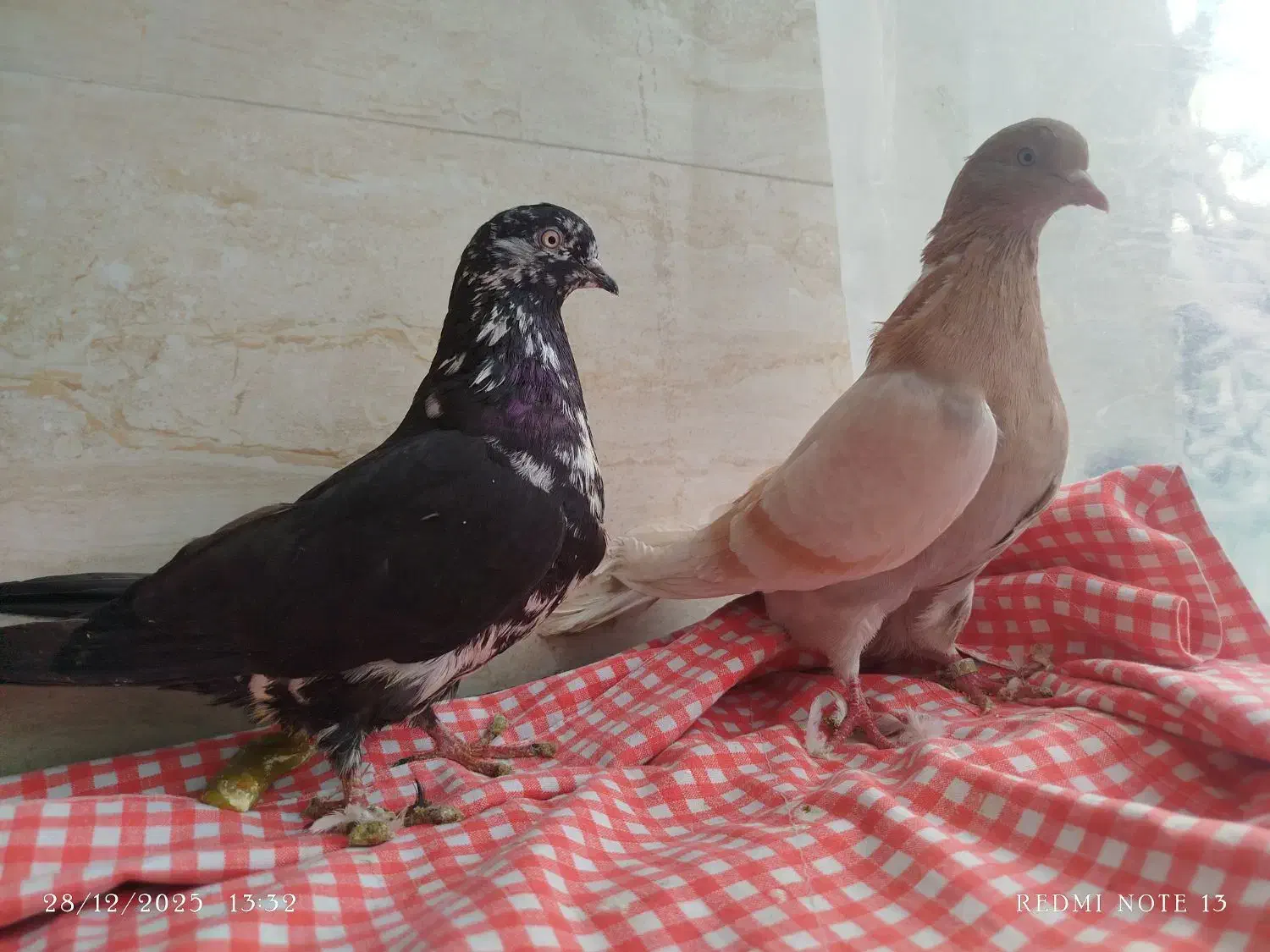 فروشی|پرنده|ماکو, |دیوار