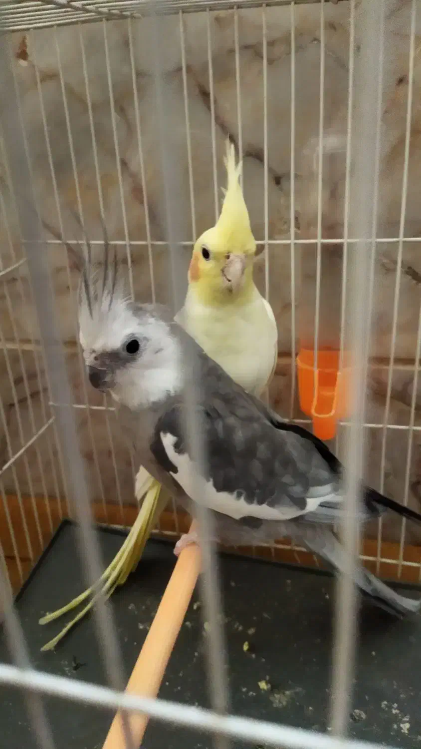 یک جفت عروس هلندی|پرنده|قائن, |دیوار