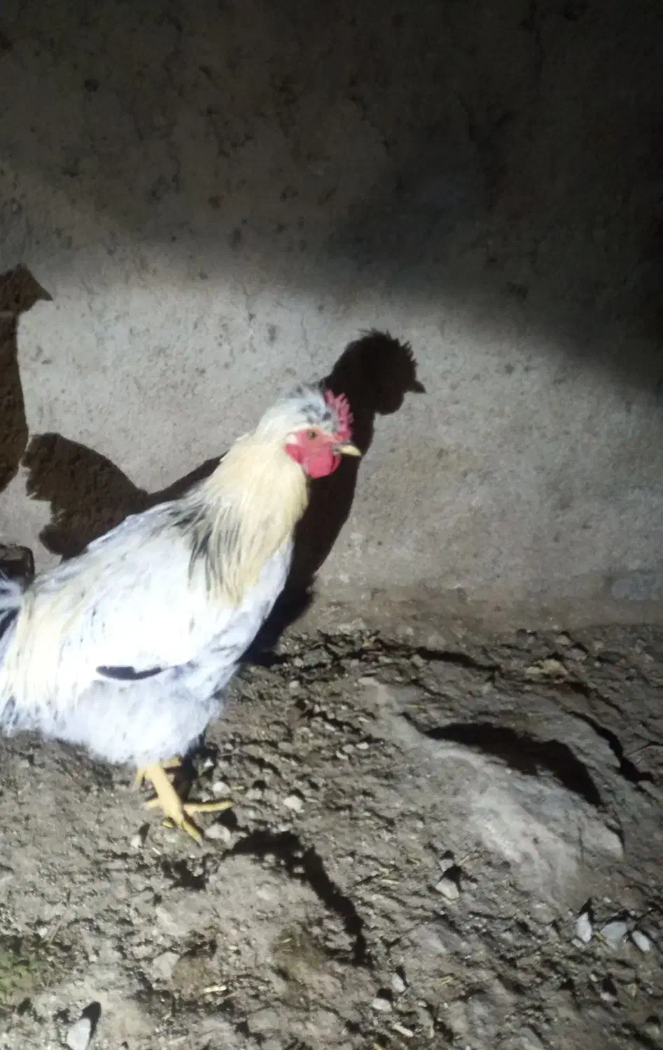 خروس|حیوانات مزرعه|رزن, |دیوار