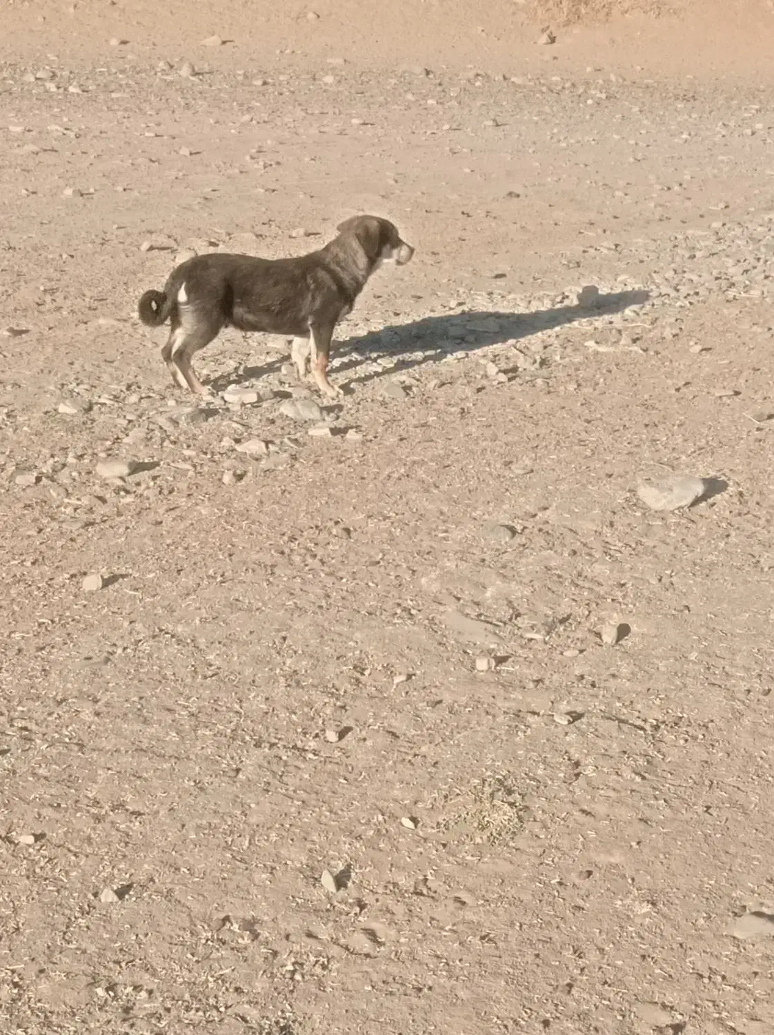 سگ پاکوتاه|سگ|دینور, |دیوار