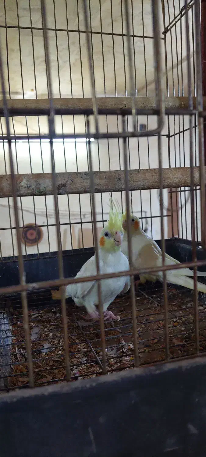 عروس هلندی ۲تا|پرنده|قم, کاسه گران|دیوار