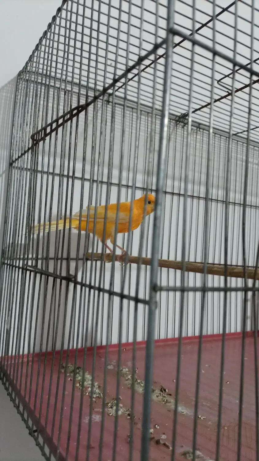 قناری نر|پرنده|بروجرد, |دیوار