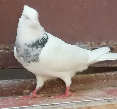 طوقی نر|پرنده|مسجد سلیمان, |دیوار