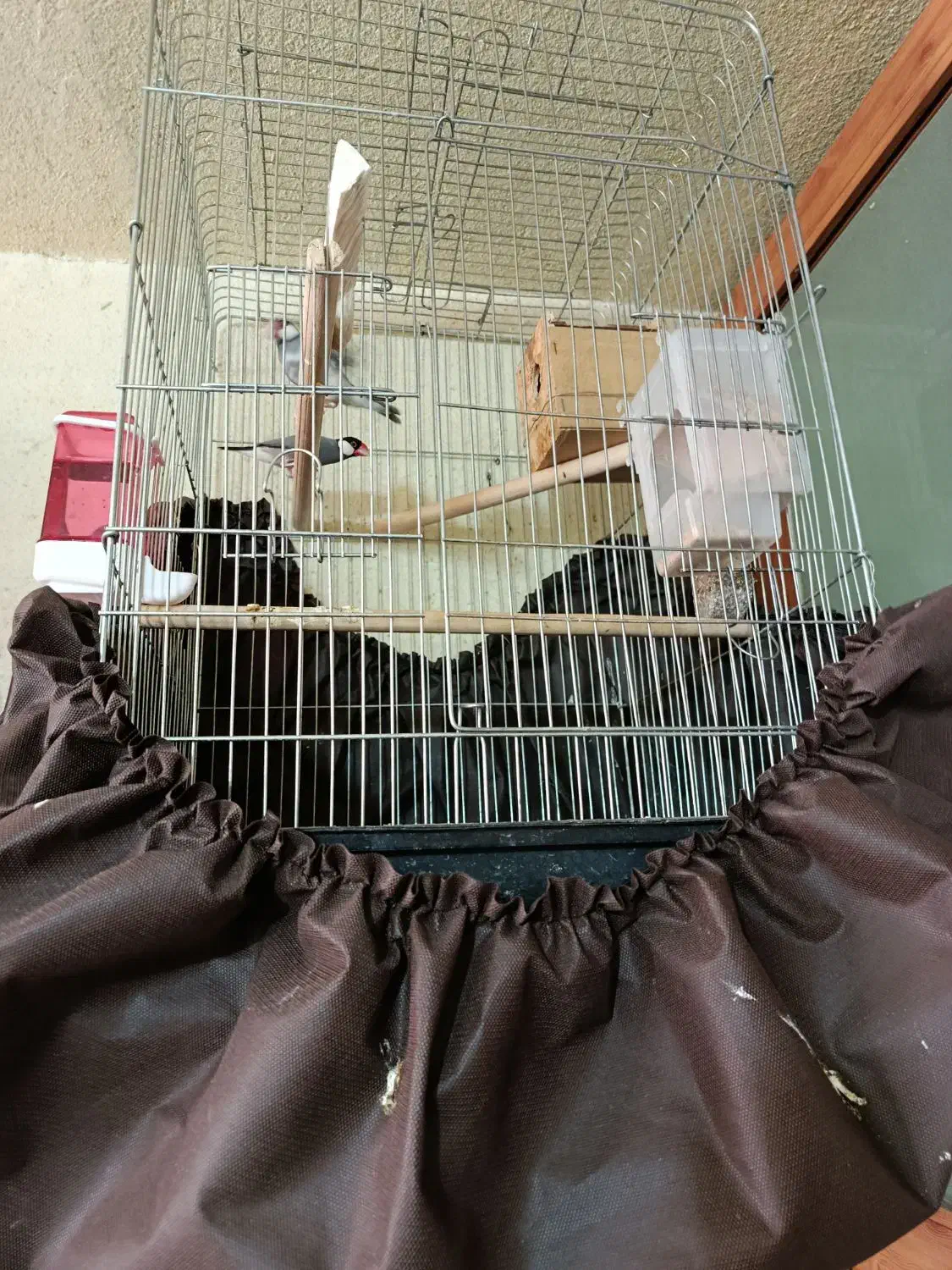 دو جفت فنج|پرنده|یزد, |دیوار