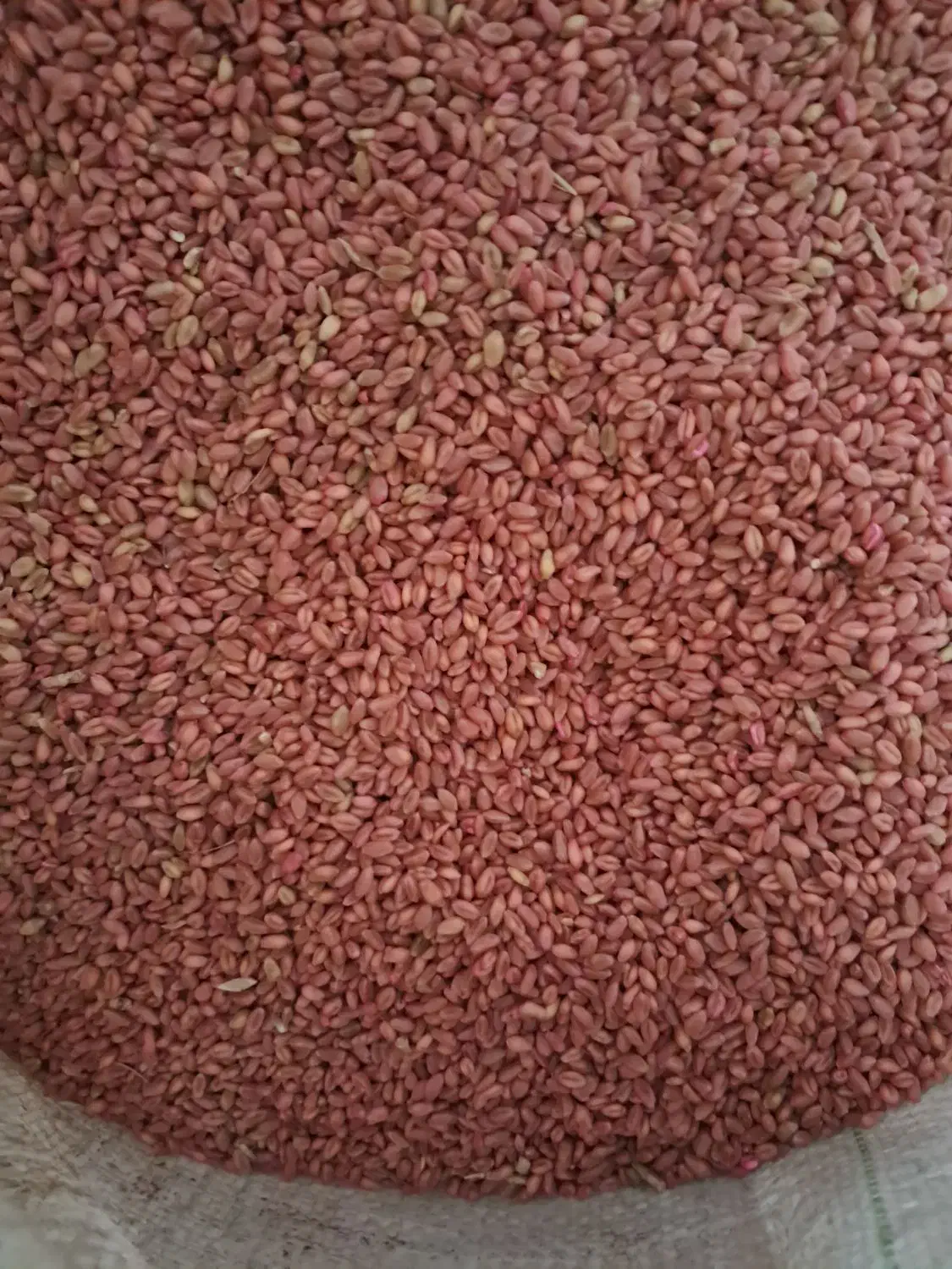 بذر گندم آبی|خدمات باغبانی و درختکاری|سجاس رود, |دیوار