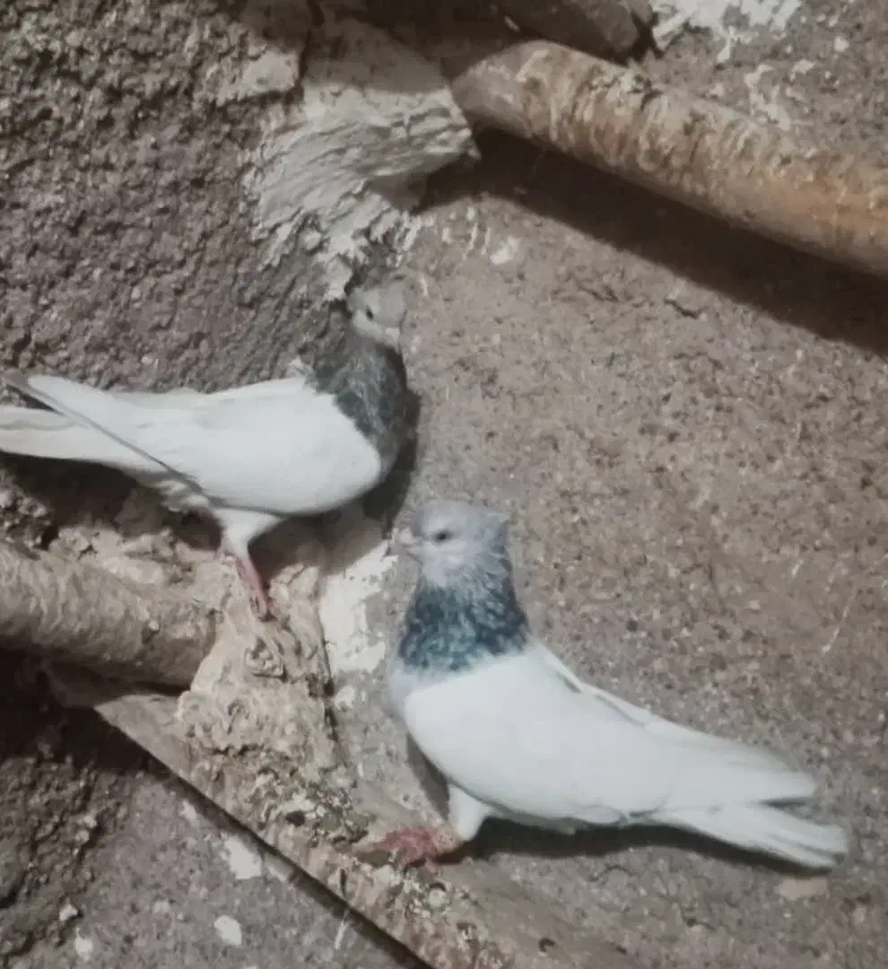 کله الماسی|پرنده|کرخه, |دیوار