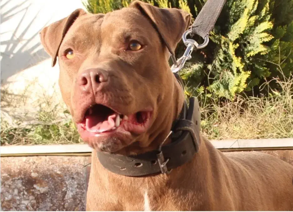 پیتبول نر دوساله|سگ|تهران, شهرک استقلال|دیوار