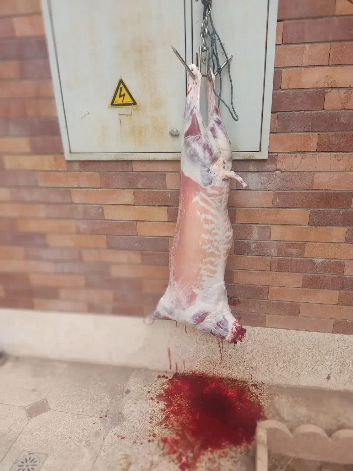 قصاب+گوسفند محلی|خدمات پذیرایی، مراسم|کرمان, |دیوار