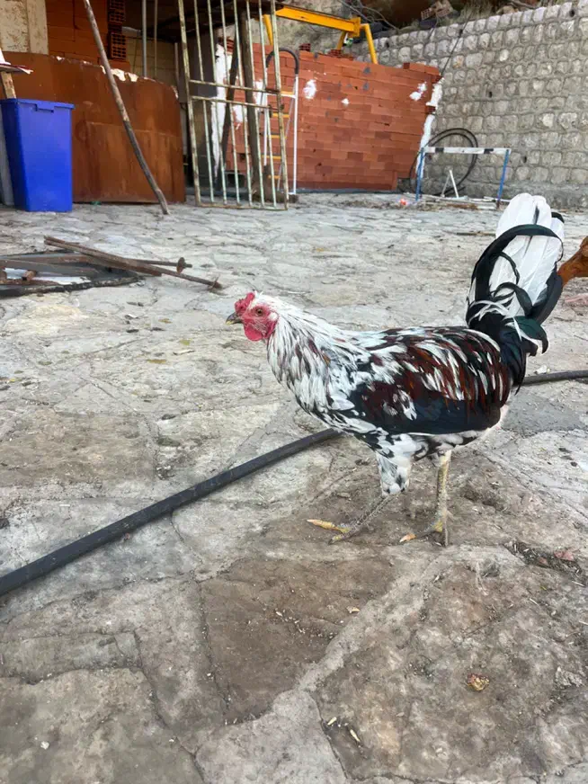 مرغ و خروس برهما و گلین و لهستانی|حیوانات مزرعه|مریوان, |دیوار