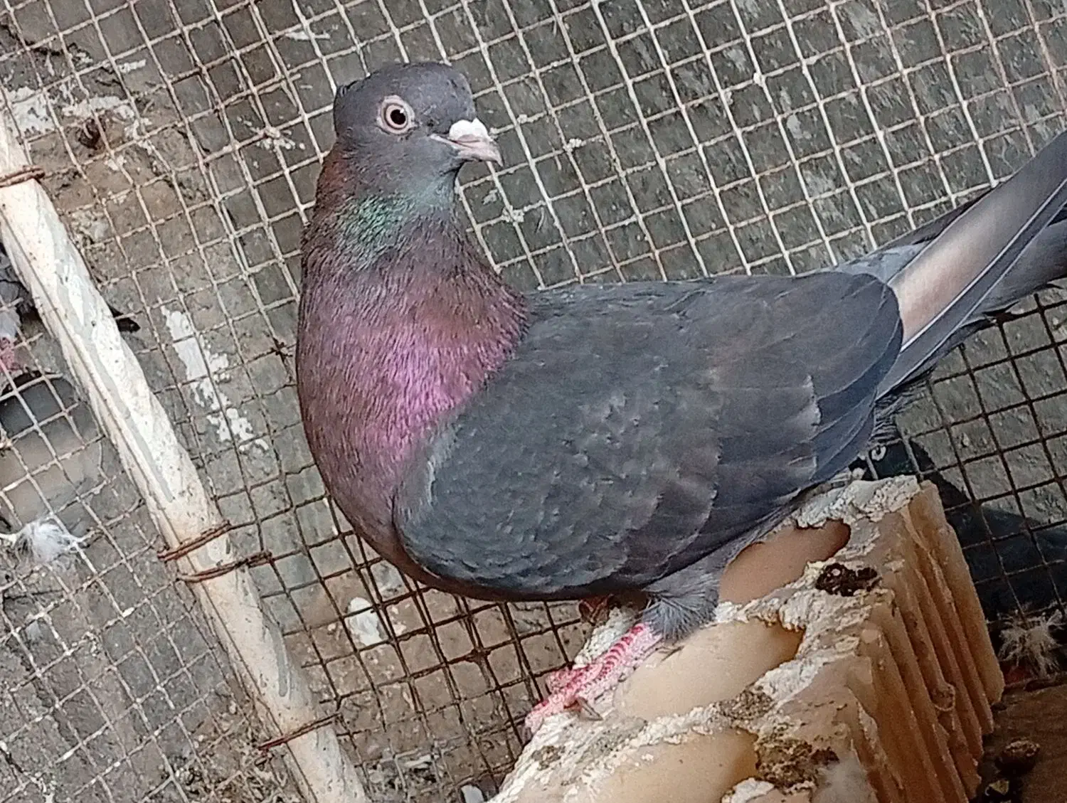 کبوتر آبادانی|پرنده|بوشهر, |دیوار