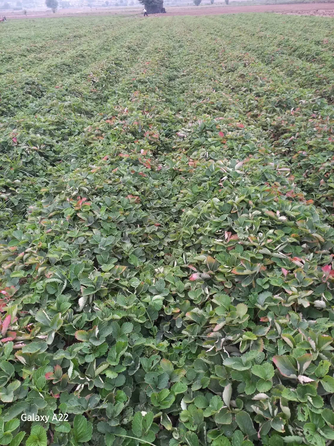 نهال توت فرنگی سابرینا|خدمات باغبانی و درختکاری|خان ببین, |دیوار