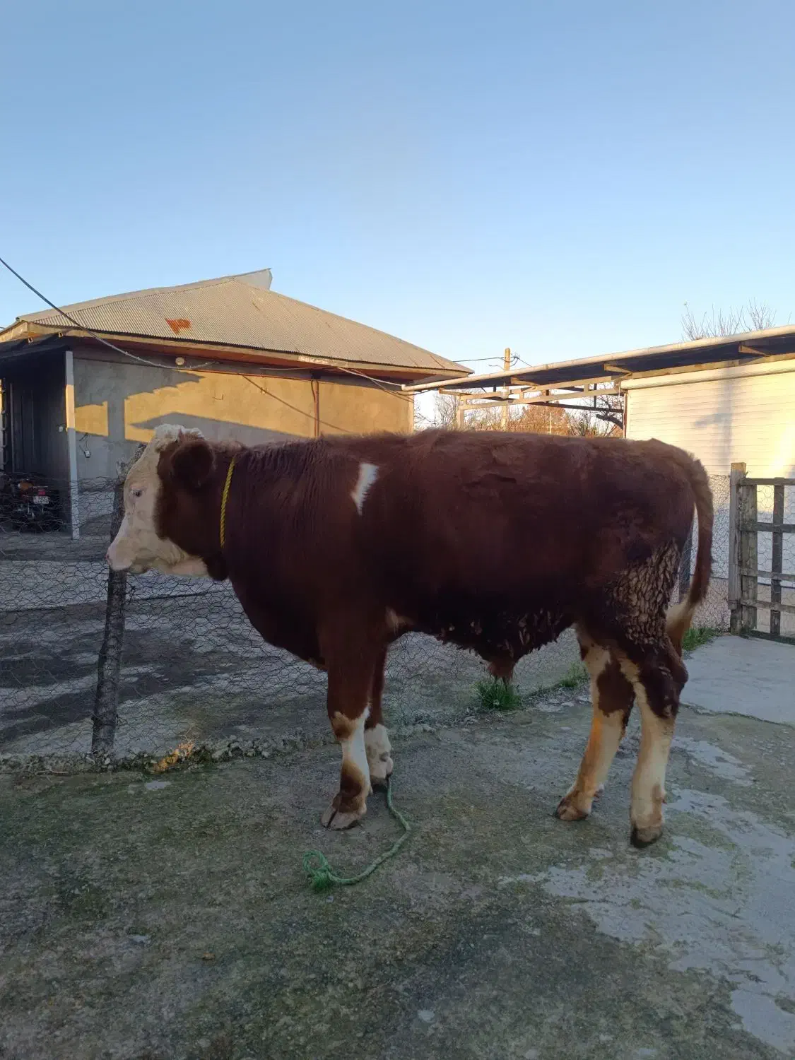 سیمینتال|حیوانات مزرعه|رشت, نامجو|دیوار