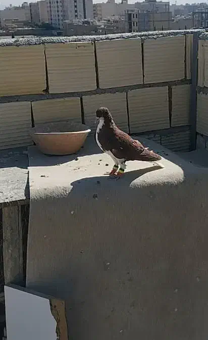 کفتر شهری سرخ|پرنده|شیراز, پودنک|دیوار