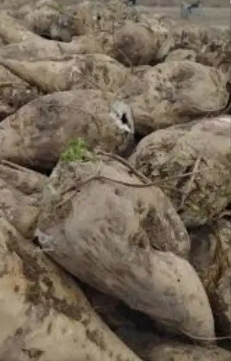 فروش چغندر قند|عمده‌فروشی|چهاربرج, |دیوار