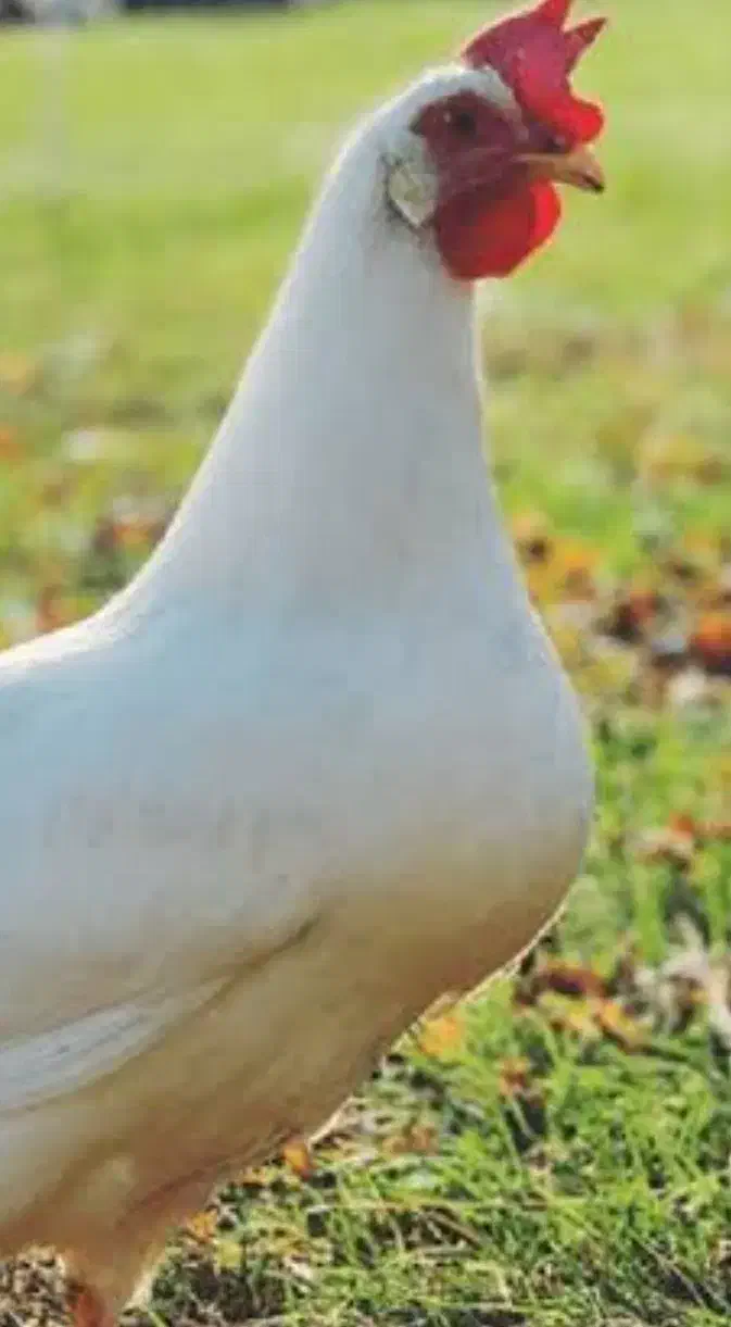 مرغ زنده مرادی|حیوانات مزرعه|سنقر, |دیوار