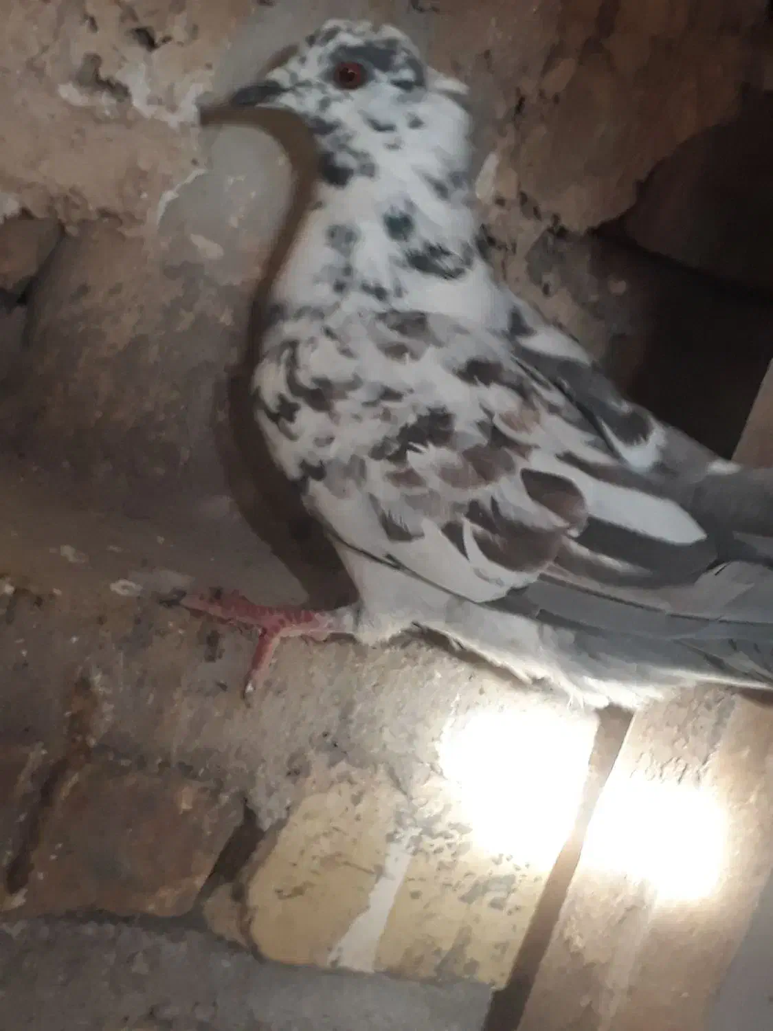 ماده شغالی|پرنده|یزد, |دیوار