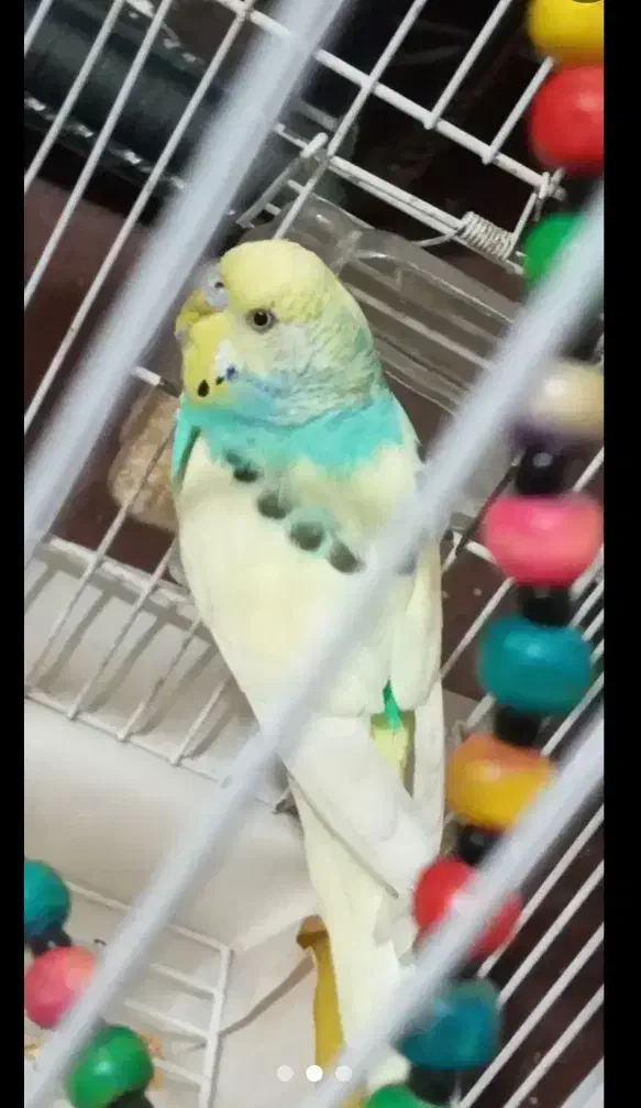 مرغ عشق نر|پرنده|چهاردانگه (تهران), |دیوار