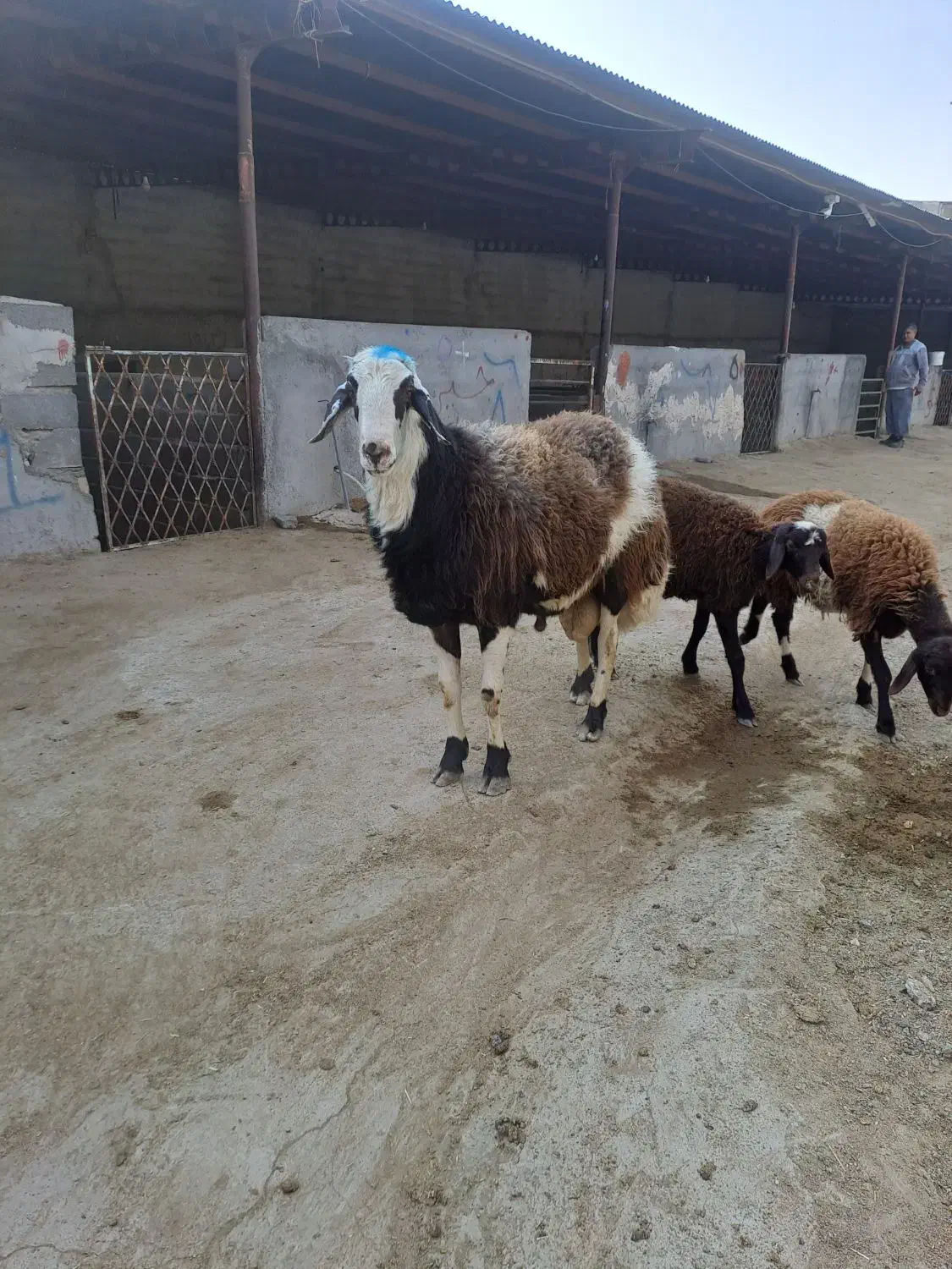 بروجروی پلنگی قوچ شیشک|حیوانات مزرعه|رضویه, |دیوار