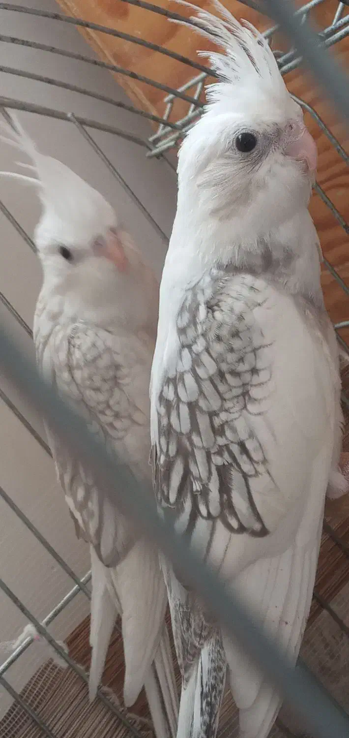 عروس هلندی جوجه|پرنده|بجنورد, |دیوار