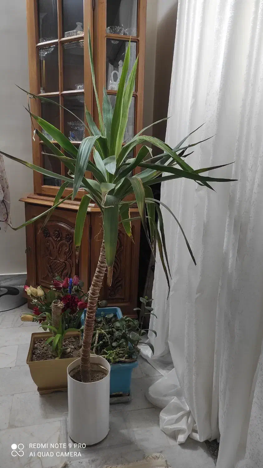 گیاه آپارتمانی|گل و گیاه طبیعی|تهران, امام زاده عبدالله|دیوار