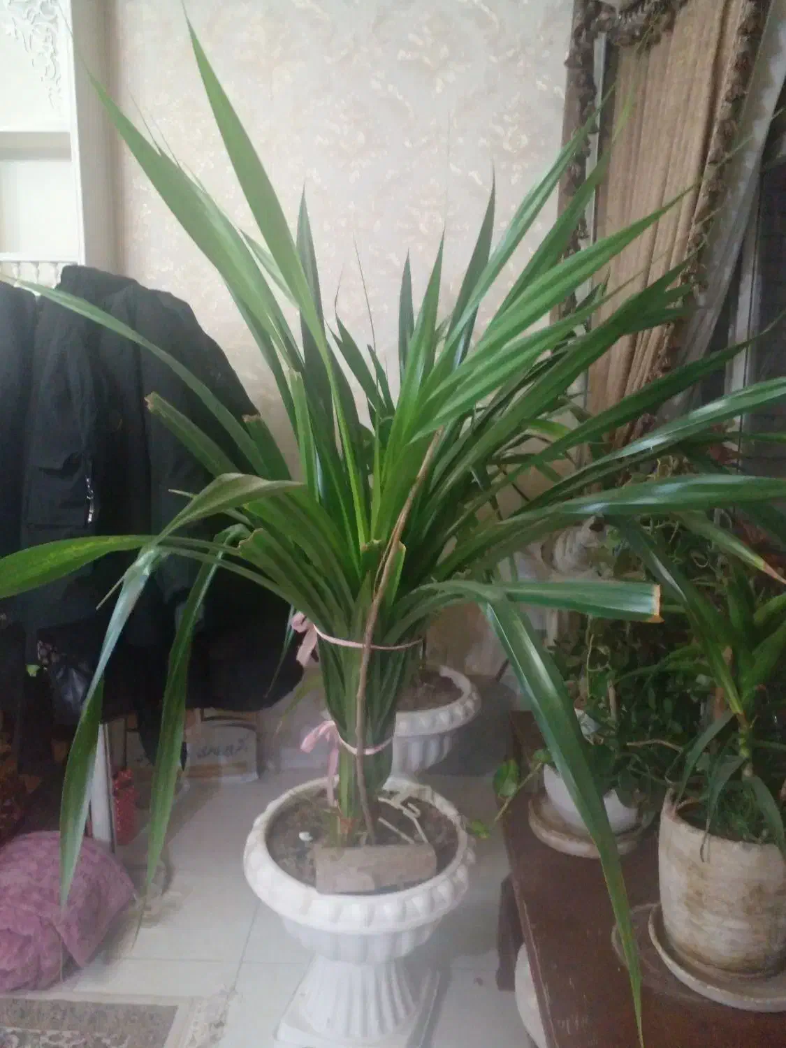 گل اسنا|گل و گیاه طبیعی|اصفهان, خواجو|دیوار