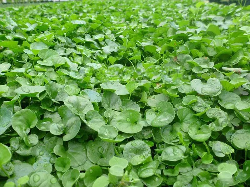 چمن طبیعی دایکوندرا|خدمات باغبانی و درختکاری|بابکان, |دیوار