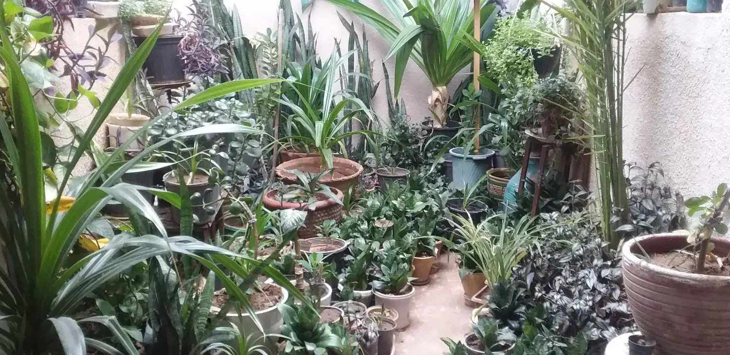 گل و گیاهگل|گل و گیاه طبیعی|یزد, |دیوار