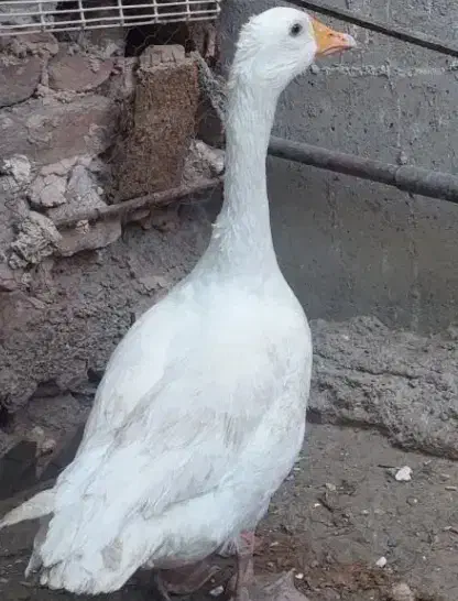 دو عدد غاز ماده بزرگ|حیوانات مزرعه|زابل, |دیوار