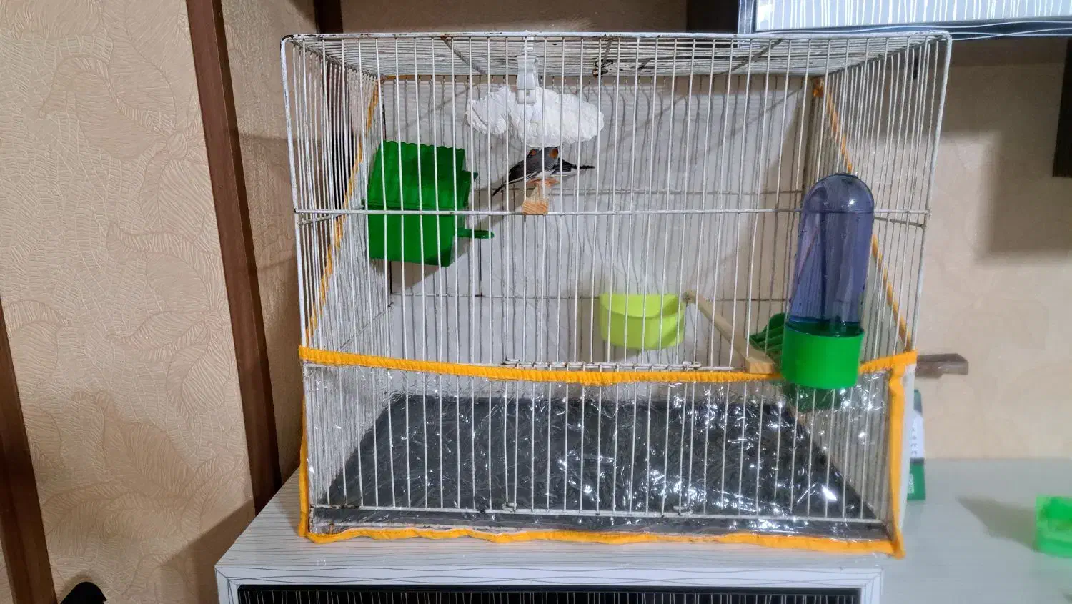 فنچ|پرنده|مشهد, عامل|دیوار