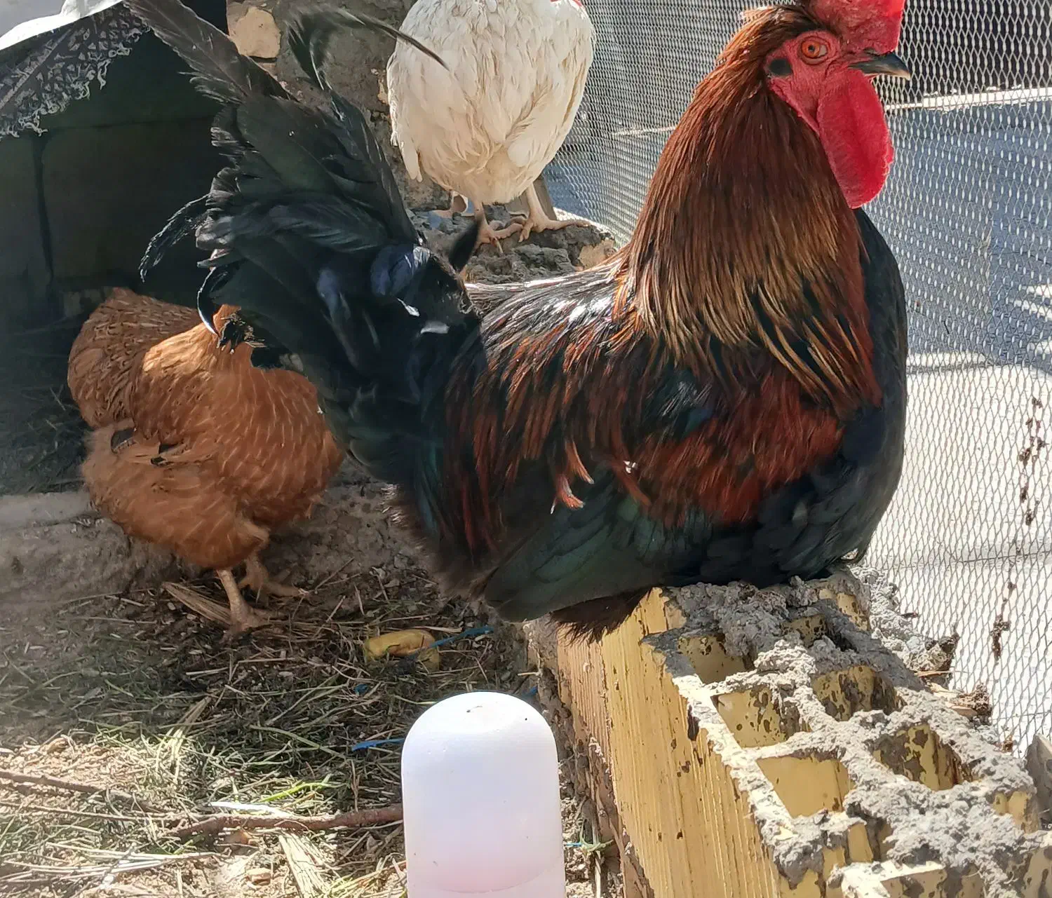 محلی|حیوانات مزرعه|سوسنگرد, |دیوار