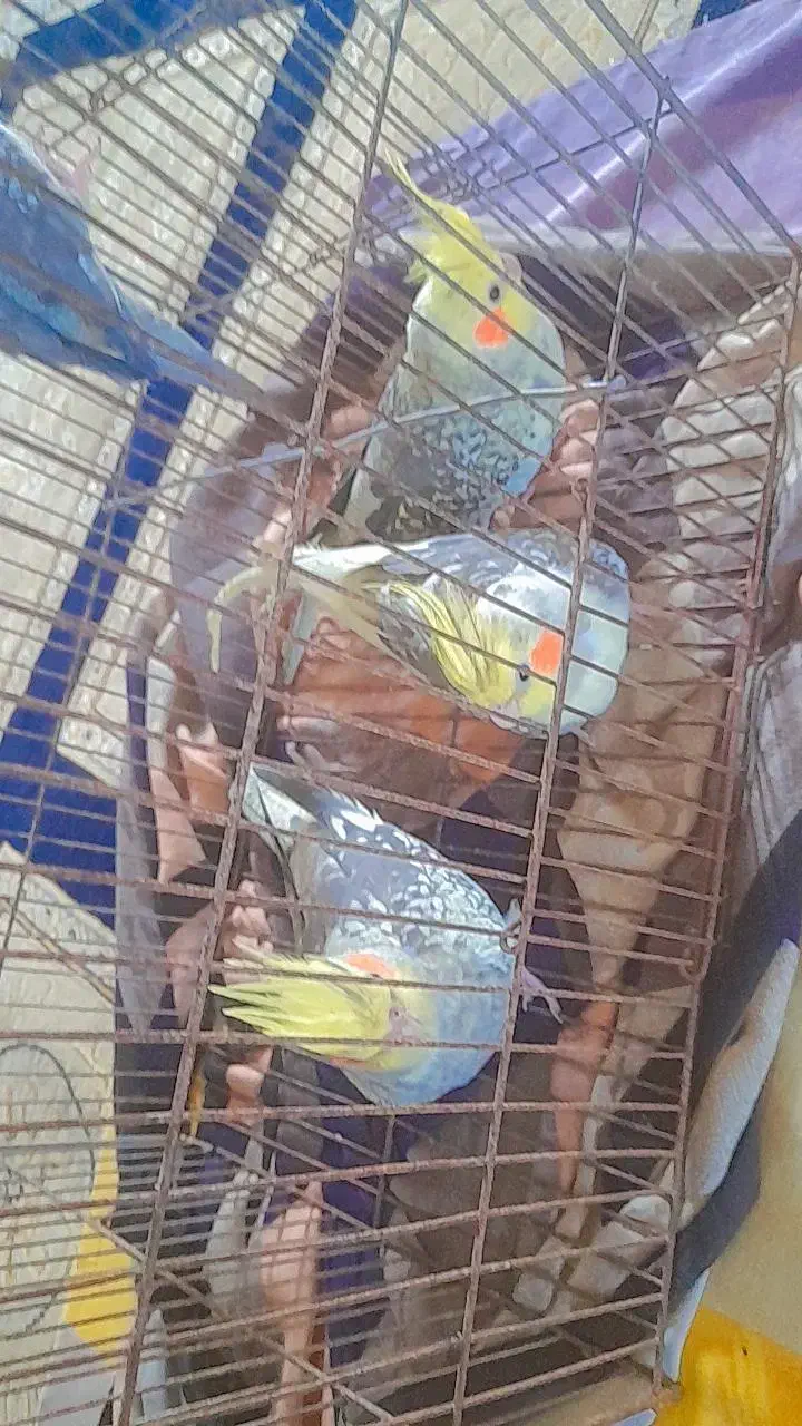 پرنده،عروس هلندی|پرنده|کوچصفهان, |دیوار