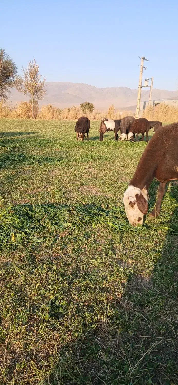 بزغاله|حیوانات مزرعه|بروجرد, |دیوار