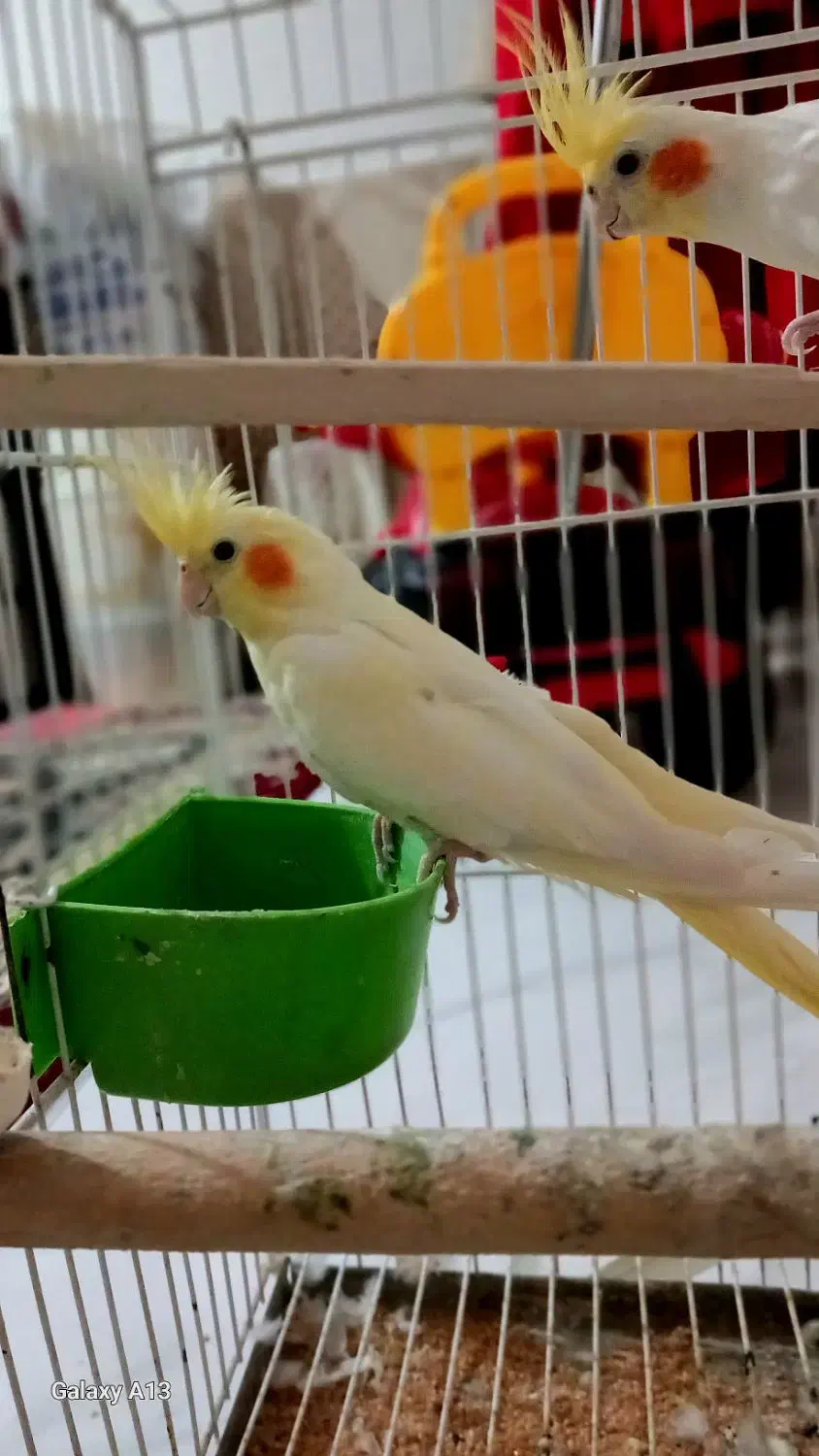 عروس هلند|پرنده|کردکوی, |دیوار