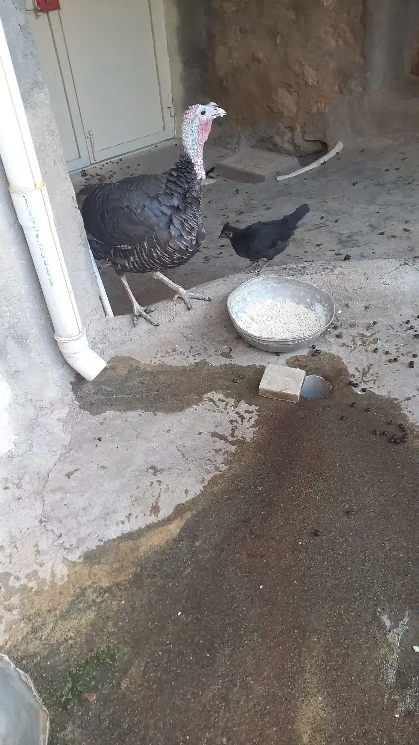 بوقلمون ماده|حیوانات مزرعه|سنقر, |دیوار