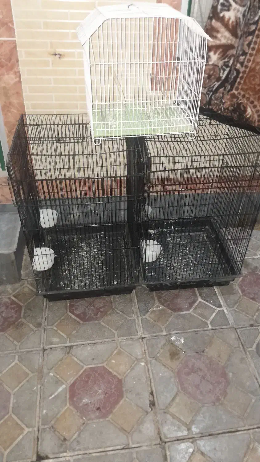 قفس کاسکو پرنده|لوازم جانبی حیوانات|آذرشهر, |دیوار