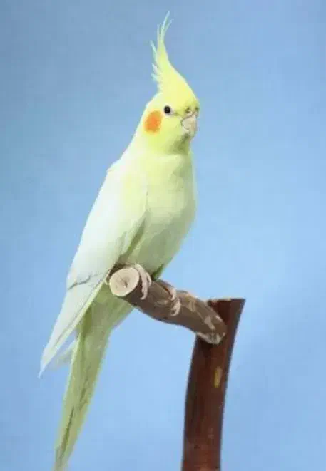 عروس هلندی|پرنده|دره شهر, |دیوار