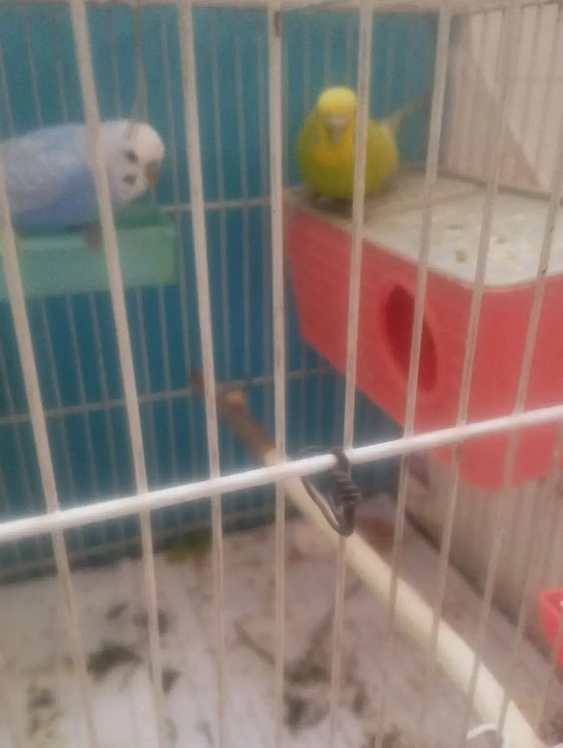 مرغ عشق|پرنده|مشهد, انقلاب|دیوار