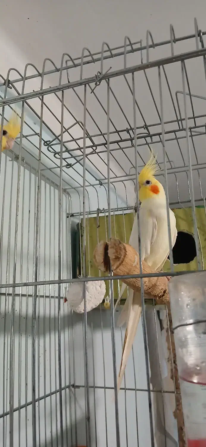 طوطی عروس هلندی|پرنده|قزوین, |دیوار