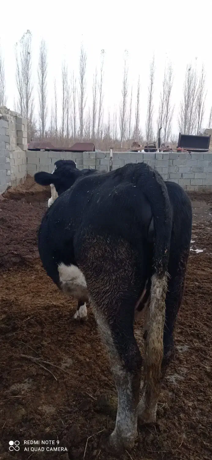 گاو سیمیتال سیاه|حیوانات مزرعه|نوشین شهر, |دیوار